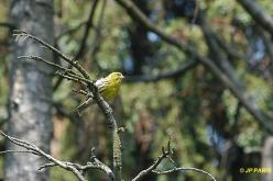 Serin cini